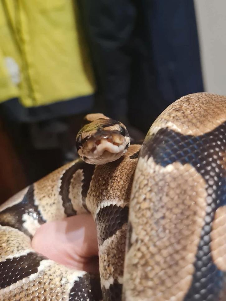 Ball python man, Dieren en Toebehoren, Reptielen en Amfibieën