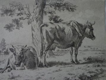 ancienne gravure Vache debout et couchée A. Van der Velde
