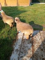 Hampshire dowm bok lammers en ooi, Dieren en Toebehoren, Schapen, Geiten en Varkens