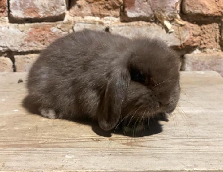 Minilop rammelaar, Dieren en Toebehoren, Konijnen, Dwerg, Mannelijk, 0 tot 2 jaar, Hangoor