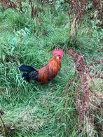 Jonge goudbrakels, Dieren en Toebehoren, Pluimvee, Kip