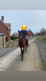 Recreatiepaard / wandelpaard, Dieren en Toebehoren, Paarden, Hengst, Recreatiepaard, Gechipt, 11 jaar of ouder