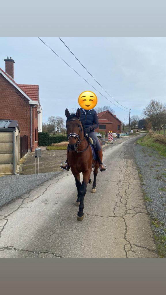 Recreatiepaard / wandelpaard, Dieren en Toebehoren, Paarden, Hengst, 11 jaar of ouder, Recreatiepaard, Gechipt, Ontwormd