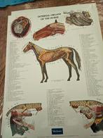 POSTERS PAARD Anatomie Set, van 5 stuks, Ophalen, Zo goed als nieuw, Rechthoekig Staand, Dier of Natuur