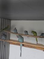 Halsbandparkiet, Dieren en Toebehoren, Vogels | Parkieten en Papegaaien, Tam