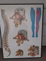 Medisch anatomische afbeelding 60x80cm, Huis en Inrichting, Ophalen