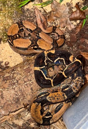 Boa imperator TH blood leopard albino, Serpent, Avec terrarium, 3 à 6 ans