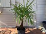 Palmboom Trachycarpus Fortunei, Tuin en Terras, Planten | Bomen, Ophalen of Verzenden, Palmboom