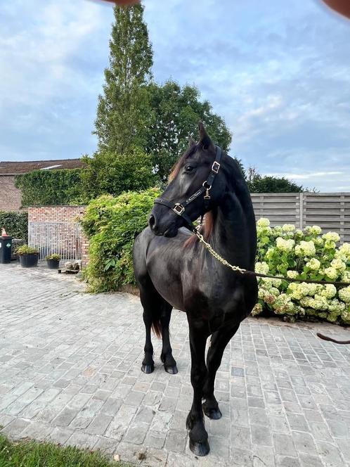 Friese 2-jarige hengst te koop, Animaux & Accessoires, Chevaux, Étalon, Ne s'applique pas, 0 à 2 ans, Cheval de dressage, Avec puce électronique