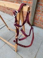 Halter, Dieren en Toebehoren, Ophalen