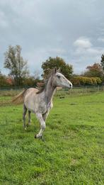 Knappe merrie, Dieren en Toebehoren, Merrie, Springpaard, Z, Gechipt