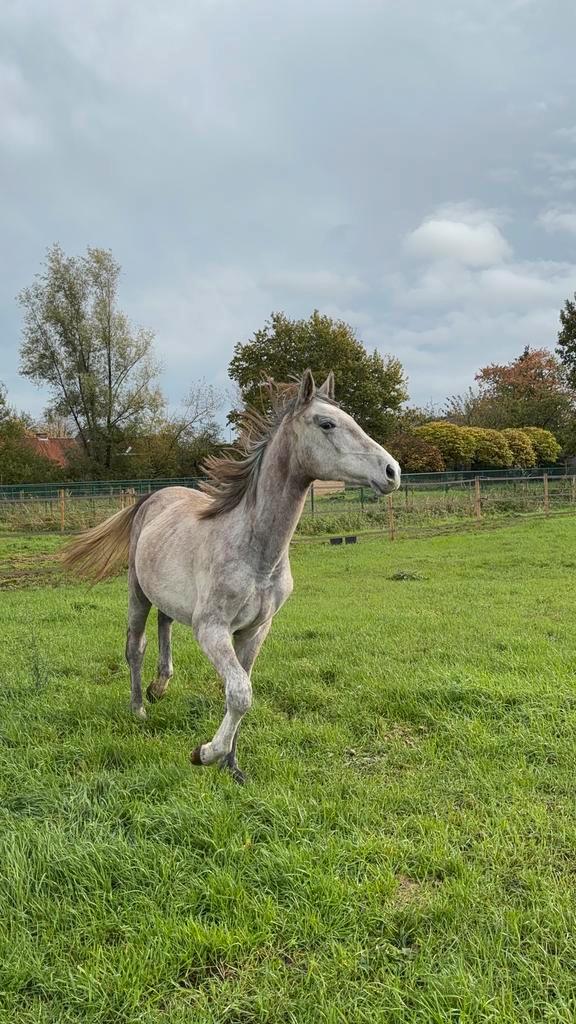 Knappe merrie, Dieren en Toebehoren, Paarden, Merrie, Z, 165 tot 170 cm, 0 tot 2 jaar, Springpaard, Met stamboom, Gechipt, Ontwormd