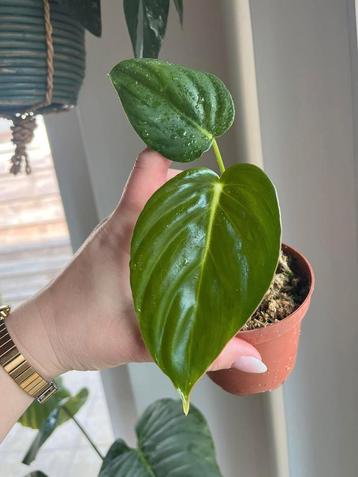 Philodendron Pastazanum beschikbaar voor biedingen