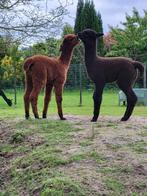 Alpaca's te koop., Dieren en Toebehoren, Overige Dieren, Meerdere dieren