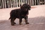Prachtige mini Labradoodle pups, Dieren en Toebehoren, België, Overige rassen, CDV (hondenziekte), 8 tot 15 weken