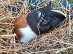 Cavia beertjes, Dieren en Toebehoren, Knaagdieren, Mei, Mannelijk, Cavia