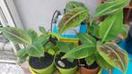 Bananeplantjes, Ophalen, Overige soorten