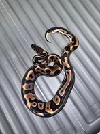 Koningspython, Dieren en Toebehoren, Reptielen en Amfibieën