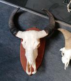 schedel van een buffel, Collections, Collections Animaux, Enlèvement, Crâne