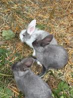 Konijntjes te koop, Dieren en Toebehoren, Konijnen, Meerdere dieren, Middelgroot, 0 tot 2 jaar