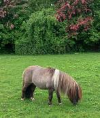 Goedgekeurde Shetland Hengst, Hengst, Gechipt, Niet van toepassing, A pony (tot 1.17m)