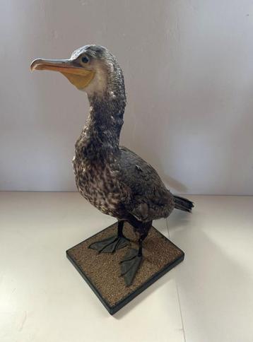 Opgezette watervogel - taxidermie beschikbaar voor biedingen