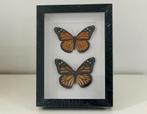 2 monarch VLINDERS in kader, Verzamelen, Ophalen of Verzenden