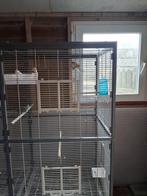 2 koppel diamand duifjes., Animaux & Accessoires, Volatiles, Plusieurs animaux, Autres espèces