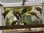 Adelaide Rosella’s 2024 correct geringd en met DNA, Dieren en Toebehoren, Meerdere dieren, Parkiet, Geringd