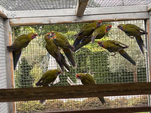 Adelaide Rosella’s 2024 correct geringd en met DNA, Dieren en Toebehoren, Vogels | Parkieten en Papegaaien, Parkiet, Meerdere dieren