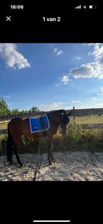 Dubbele longe & longeersingel te koop, Dieren en Toebehoren, Ophalen, Gebruikt