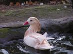 Jonge siereenden, Meerdere dieren, Eend