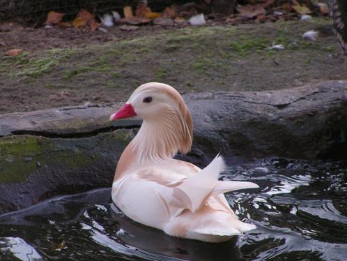 Jonge siereenden, Dieren en Toebehoren, Pluimvee, Eend, Meerdere dieren