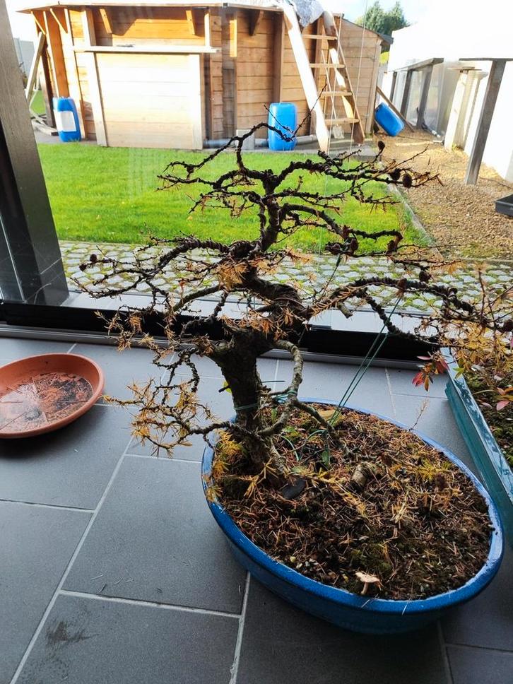 startplant prebonsai larix, Tuin en Terras, Planten | Bomen, Ophalen