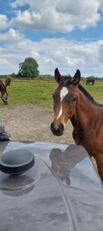 Merrie jaarling, Dieren en Toebehoren, Merrie