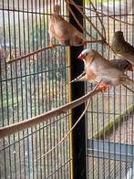 Zebravinken, Dieren en Toebehoren, Vogels | Overige Vogels, Tropenvogel