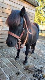 Shetlander te koop, Animaux & Accessoires, Poneys, Vermifugé, Débourré, Poney de récréation, Jument