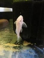 Unieke L144 snow white Ancistrus jongen, Dieren en Toebehoren, Vissen | Aquariumvissen, Vis, Zoetwatervis