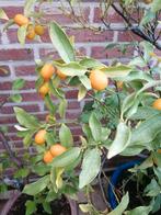 Kumquat, Tuin en Terras, Planten | Bomen, Ophalen