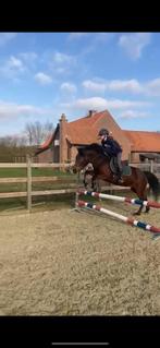 Lieve D pony, Dieren en Toebehoren, Minder dan 160 cm, B, 7 tot 10 jaar, Recreatiepaard