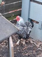 Mooie jonge haan, Dieren en Toebehoren