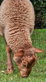 Jonge Ardense Voskoppen 2x ooilam, 1 ramlam, Maart, Meerdere dieren