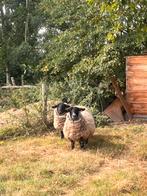 2 suffolk schapen, Dieren en Toebehoren