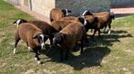 Jonge dekrammen, Dieren en Toebehoren, Mannelijk, Schaap, 0 tot 2 jaar