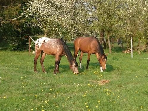 Box pour chevaux sur bois de Villers, Dieren en Toebehoren, Stalling en Weidegang