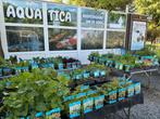 Vijverplanten /zuurstofplanten! specialist !, Ophalen