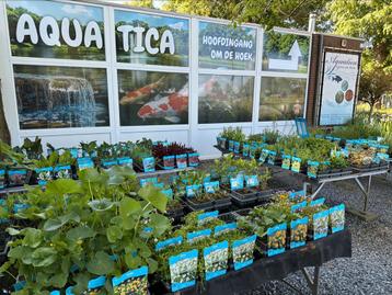 Vijverplanten /zuurstofplanten! specialist ! beschikbaar voor biedingen