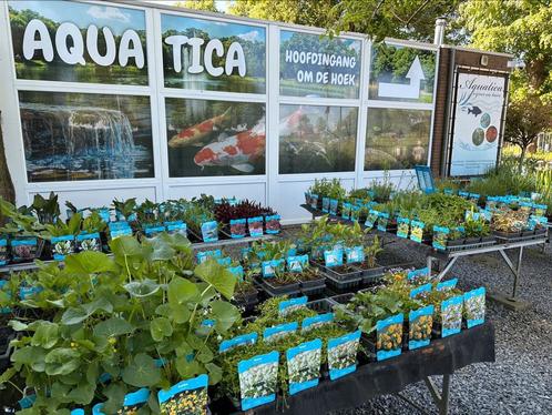 Vijverplanten /zuurstofplanten! specialist !, Tuin en Terras, Vijver-toebehoren, Ophalen
