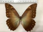 MORPHO AMPHITRYON, zeldzaam, halve prijs, #2, Ophalen of Verzenden