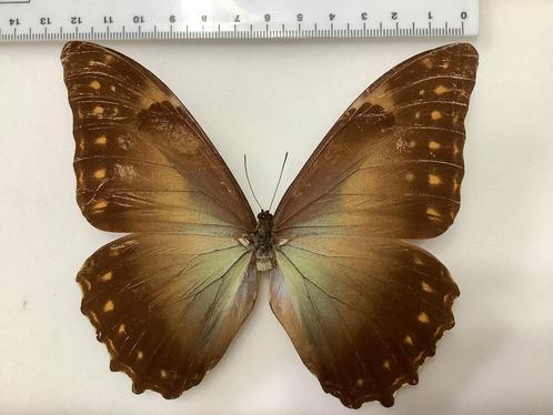 MORPHO AMPHITRYON, zeldzaam, halve prijs, #2, Verzamelen, Dierenverzamelingen, Ophalen of Verzenden